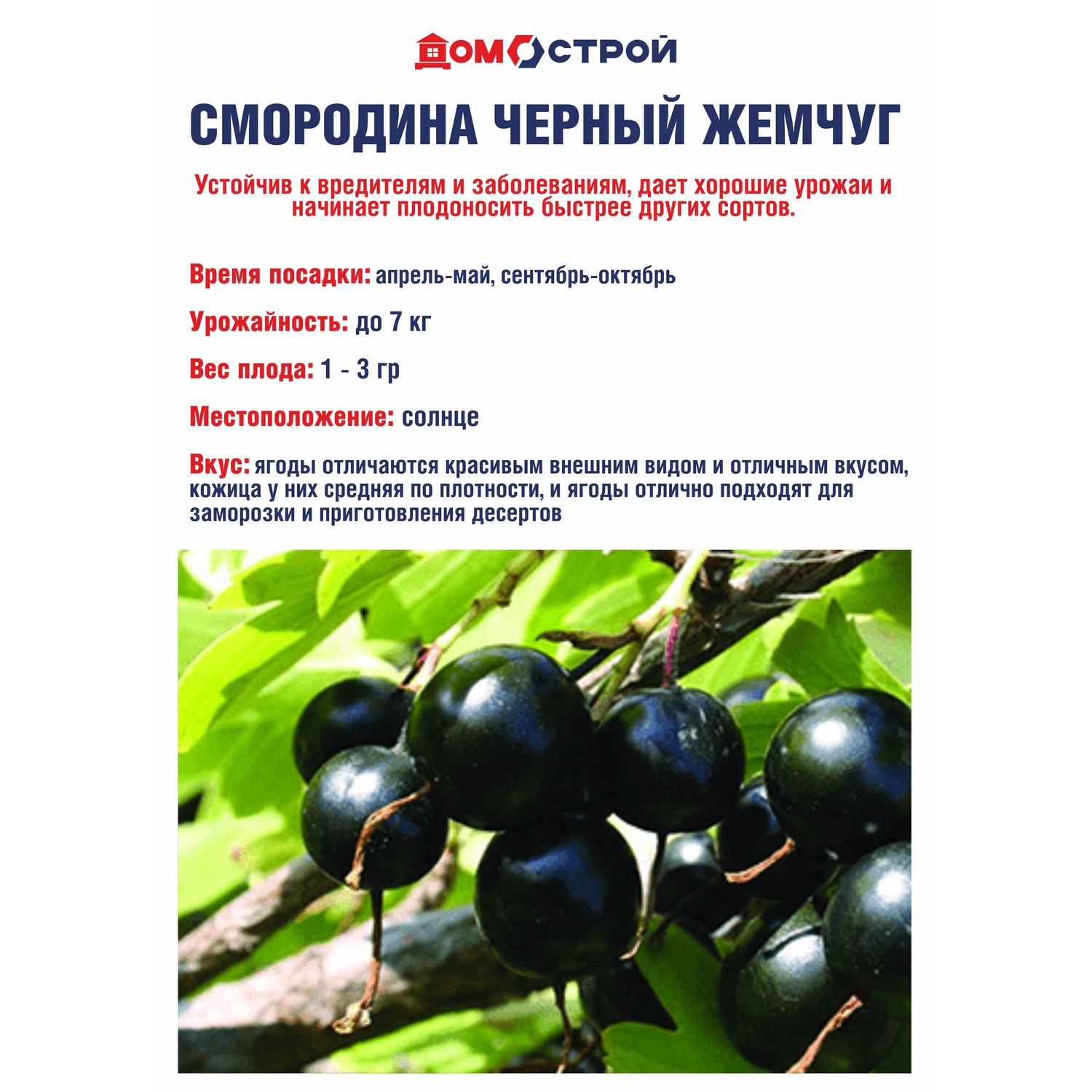 Смородина черная Черный жемчуг Высота саженца  40-70см на кусте 2-3 ветки