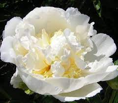 Пион Бридал Шовер 1шт/Paeonia Bridal Shower