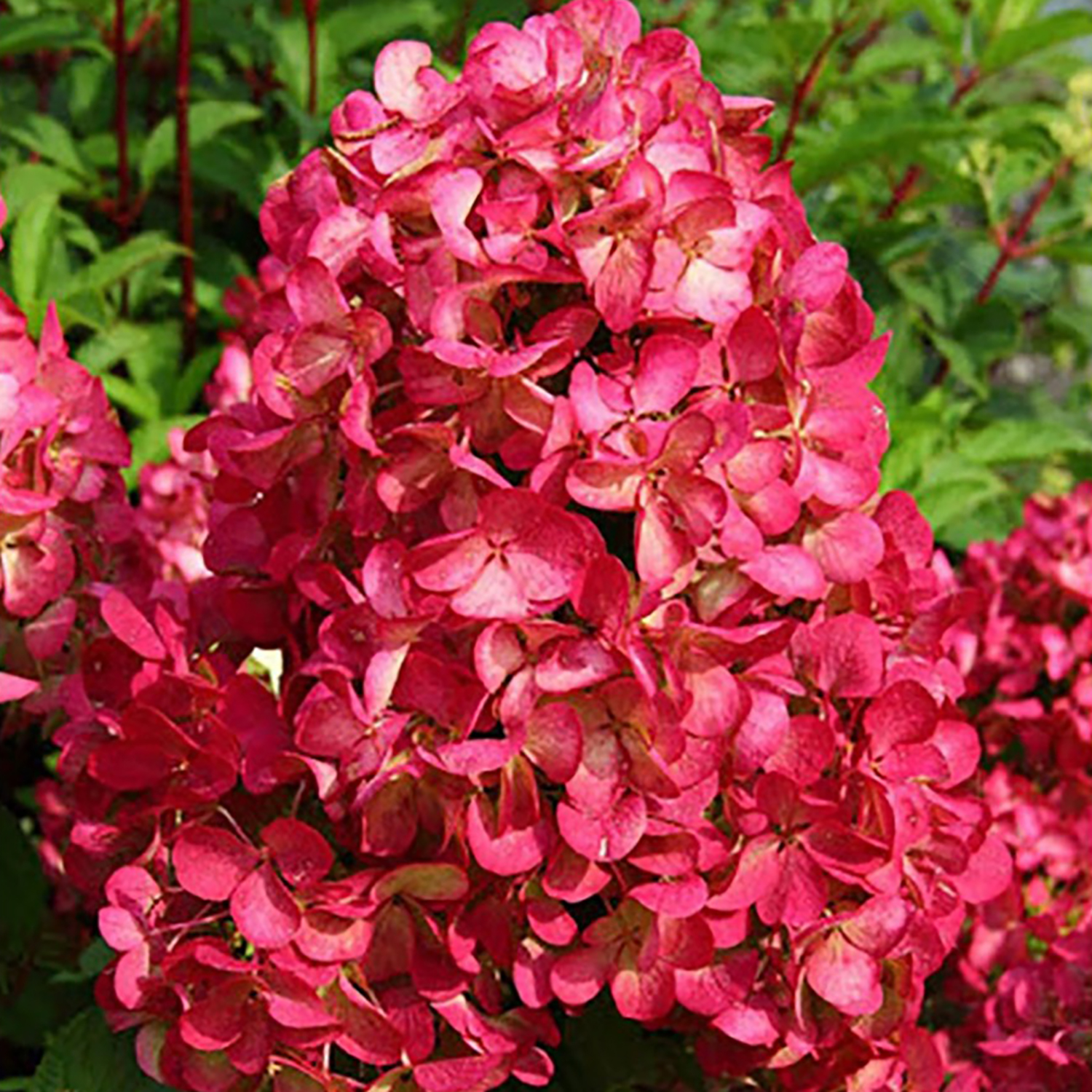 Гортензия метельчатая Даймонд Руж Гортензия метельчатая Даймонд Руж
