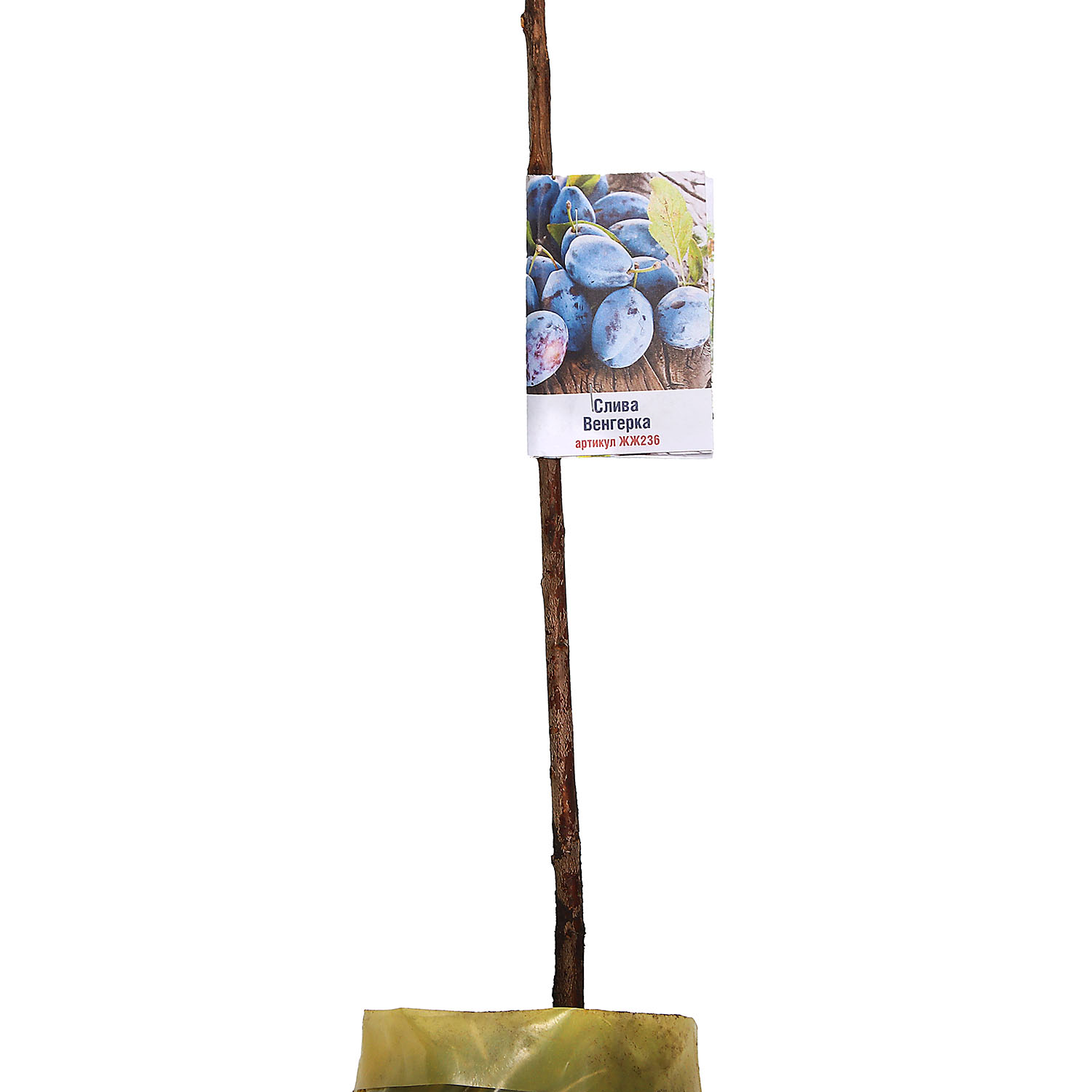 Саженец груша Росток «Венгерка», 2 года, 90-110 см