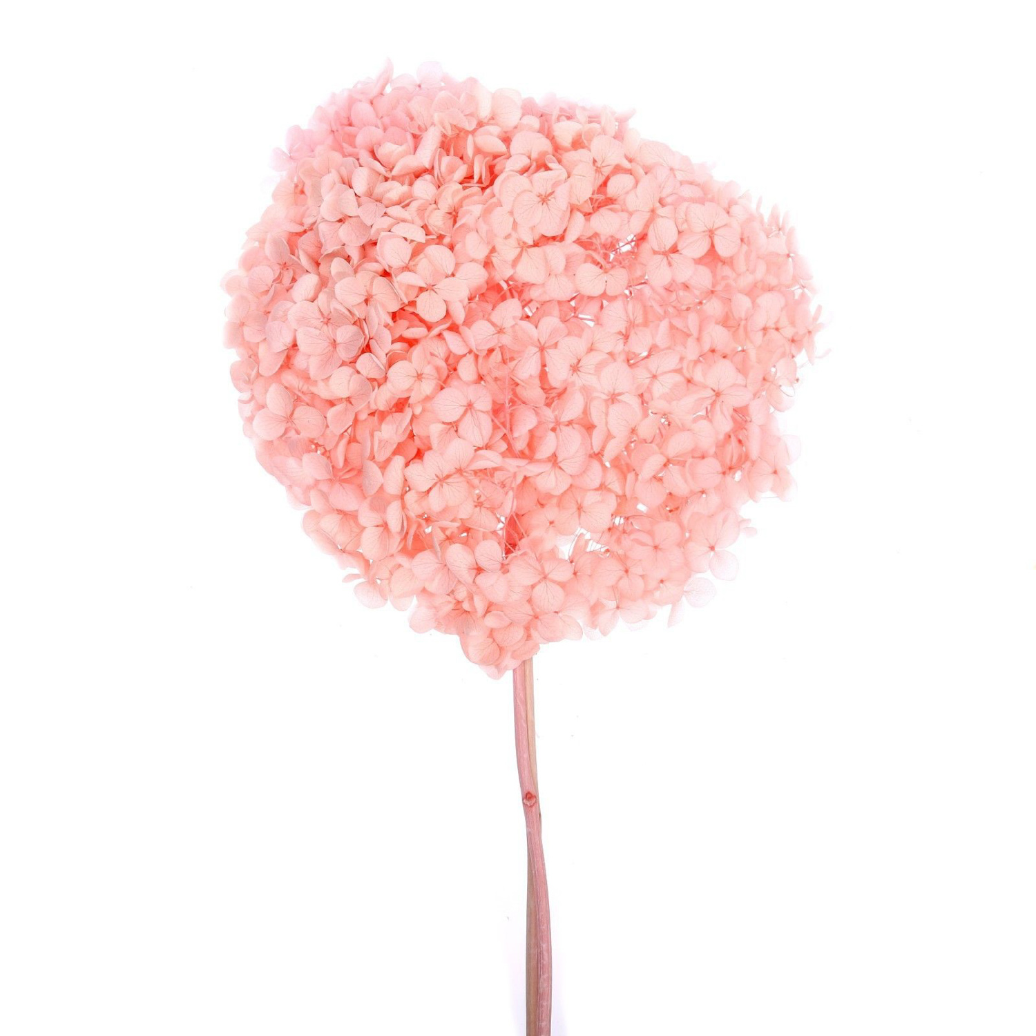 Сухоцвет Гортензия крупнолистовая, розовая, 1 веточка 50 - 70 см в упаковке  7749540