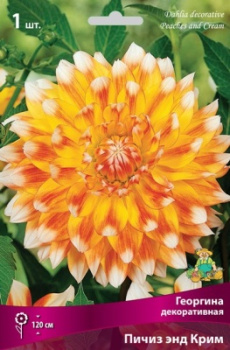 Георгина декоративная Пичиз энд Крим I/К