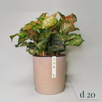 Кашпо пластм. "Вега"  5,2л d верха 200мм h200мм со вставкой Фраппе ВГ20-90*1/8 Кашпо пластм. "Вега"  5,2л d верха 200мм h200мм со вставкой Фраппе ВГ20-90*1/8