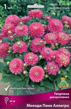 Георгина декоративная Мелоди Пинк Аллегро I/К
