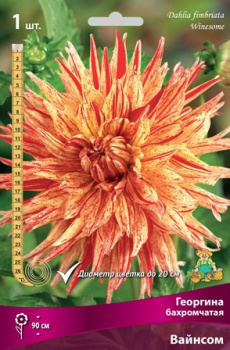 Георгина бахромчатая Вайнсом IК