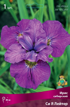 Ирис сибирский Си Я Лейтер/К