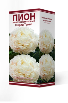 Пион молочноцветковый Ширли Темпл 2-3/Кор