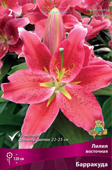 Лилия Восточная Барракуда 14-16/2шт